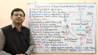 Diabetes Mellitus Part10 Mechanism of Action of Sulfonylurease  Antidiabetic Drugs  Diabetes [upl. by Ahsinroc]