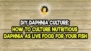 DIY Daphnia Culture How to Culture Nutritious Daphnia as Live Food for Your Fish [upl. by Manchester]