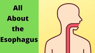 How to Pronounce Esophagus CORRECTLY [upl. by Eilla]