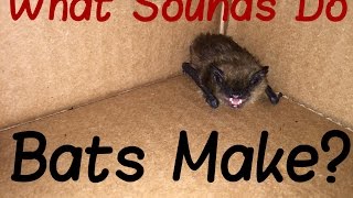 What Sound Does A Bat Make [upl. by Kelcie407]