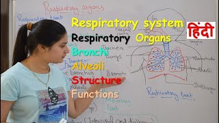 Respiratory system anatomy amp physiology in hindi  Organs  structure  functions [upl. by Otrebide595]