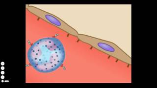 The Basic Inflammatory Response [upl. by Radmen]