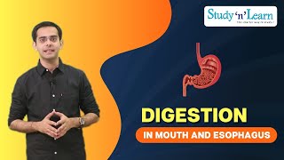 Digestion in Mouth and oesophagus  Biology  Science Lesson [upl. by Uttica858]