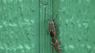 Boxelder bugs mating amp laying eggs [upl. by Micah]