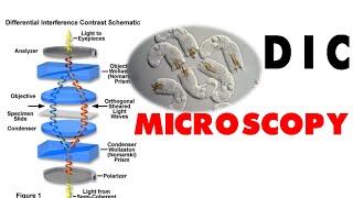 DIC microscopy [upl. by Neffirg]