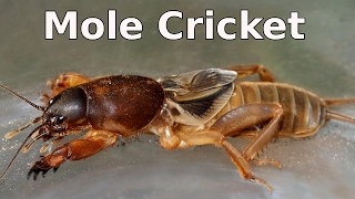 Mole Cricket  Gryllotalpa sp and its Chirping Call [upl. by Hamian]