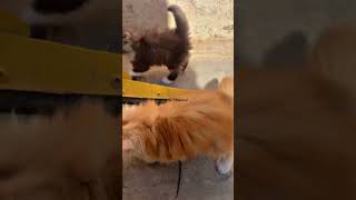 Kittens for 🐈sale youtubeshorts cat bengalkittenforsale babyanimal persainkitten babycat [upl. by Ayatnohs]