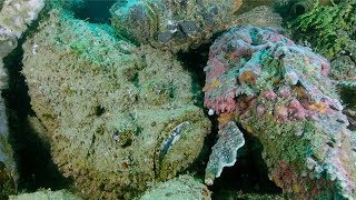 Diver Gets Up Close To Venomous Stone Fish [upl. by Akram]