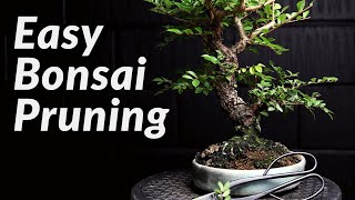 FAST amp EASY Pruning Bonsai Trees for Beginners  How to Prune a Chinese Elm Bonsai Tree [upl. by Anamuj]