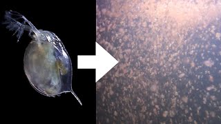 How I Culture Daphnia [upl. by Laughton]