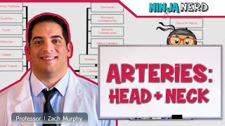 Circulatory System  Arteries of the Head amp Neck  Flow Chart [upl. by Aimar]