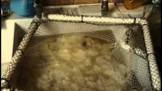 Wool Processing in a Fiber Mill Part 1 of 3 [upl. by Leavy]