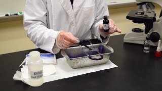 How to Perform a Simple Stain  MCCC Microbiology [upl. by Auqinet138]