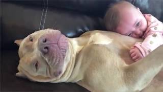 Funny Pitbull and American Bully Videos [upl. by Enilraep]