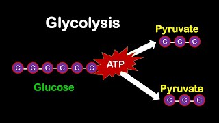 Glycolysis MADE EASY [upl. by Elayne694]