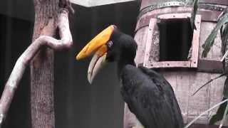 Rhinoceros hornbill chick at Saint Louis Zoo [upl. by Casaleggio]