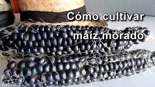 Cómo sembrar y cultivar maíz morado How to Plant Corn Seeds [upl. by Bibah]