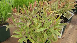 Euphorbia Ascot Rainbow Spurge  Very USEFUL perennial with UNIQUE foliage and flowers [upl. by Omura466]