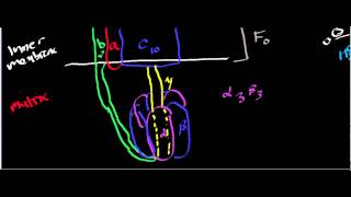 Biochemistry  ATP Synthase Structure [upl. by Kalk924]