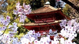 Zen Garden  Cherry Blossoms Mindfulness Relaxation amp Meditation  50 minutes [upl. by Ivory496]