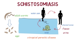 Schistosomiasis Bilharzia– an overview [upl. by Adialeda]