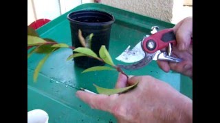 How to grow🌳Photinia from cuttings and other bushes DIY [upl. by Bock711]