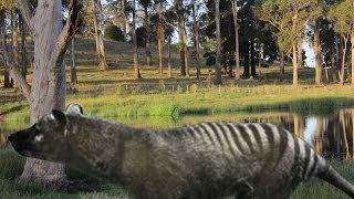 Tasmanian tiger remains discovered in northern Tasmania thylacine [upl. by Nylorak]