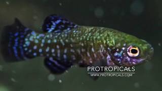 Killifish  Aphanius mento  How to Hatch amp Breed [upl. by Tace290]