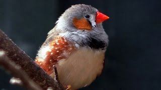 Zebra Finch  Birds [upl. by Lipcombe]