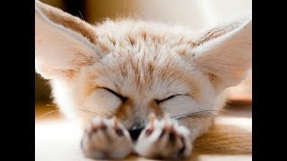 Fennec Foxes  Cute and Playful [upl. by Furlani]