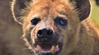 HairRaising Hyena Moments  BBC Earth [upl. by Burkle]