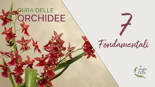 ORCHIDEE come curarle  i 7 fondamentali [upl. by Helprin]