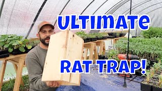 No More Rats Easy Homemade Rat Trap [upl. by Wahs]