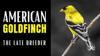 AMERICAN GOLDFINCH  The Late Breeder [upl. by Bluh]