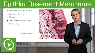 Epithlial Basement Membrane – Histology  Lecturio [upl. by Nilok]