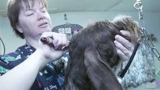 German Wirehair Pointer Hand Strip Instruction [upl. by Airan615]