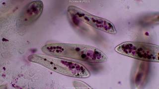 Paramecium tutorial HD [upl. by Kermit]