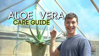 Complete Care Guide for ALOE VERA [upl. by Navis598]