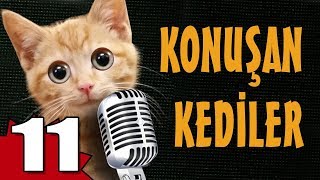 Konuşan Kediler 11  En Komik Kedi Videoları [upl. by Anahsed349]