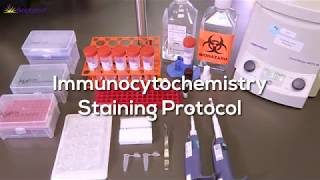 Immunocytochemistry Protocol StepbyStep [upl. by Aihsemak]