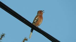 Chant du Pinson des arbres [upl. by Airlie]