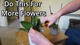 How to get your Phalaenopsis orchids to flower again [upl. by Quenna410]