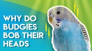 Why do Budgies BOB their Heads [upl. by Acirat7]