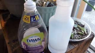 Killing Stink Bugs With Dawn Dish Soap And Water [upl. by Oman187]