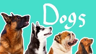 15 Dog Breeds  Dogs for Kids [upl. by Derron]