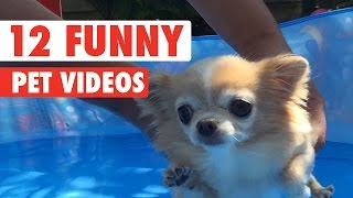 12 Funny Pet Videos Compilation 2020 [upl. by Ailemap]