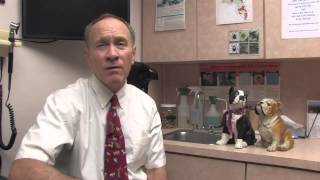 Using Glucosamine for Dogs [upl. by Aznola]