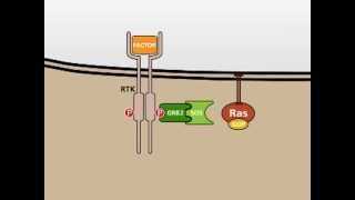 The MAP Kinase MAPK signalling pathway [upl. by Farl]