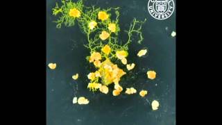 Physarum polycephalum in time lapse [upl. by Eilrahs]