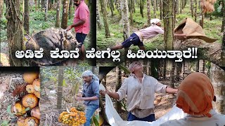 Areca Nut Harvesting And Different Techniques Within It  Krishi in Kannada [upl. by Calva145]